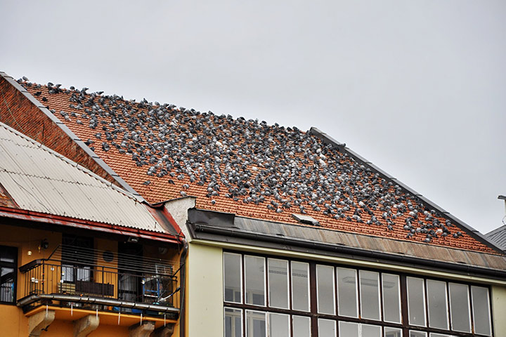 A2B Pest Control are able to install spikes to deter birds from roofs in Hamilton. 