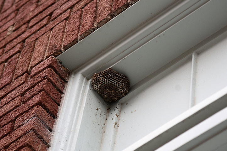 We provide a wasp nest removal service for domestic and commercial properties in Hamilton.
